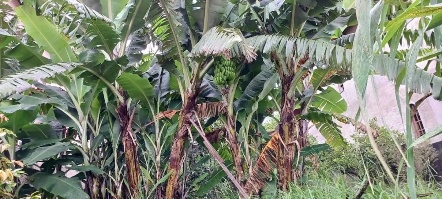 Foto 4 de Terreno / Lote à venda, 250m2 em Parque São George, Cotia - SP