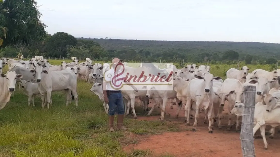 Fazenda / Haras à venda, 11000000m2 em Buritizeiro - MG - imagem 5 Foto 5 de Fazenda / Haras à venda, 11000000m2 em Buritizeiro - MG