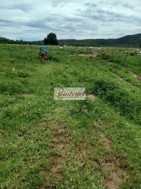 Foto 4 de Fazenda / Haras à venda, 430m2 em Janauba - MG
