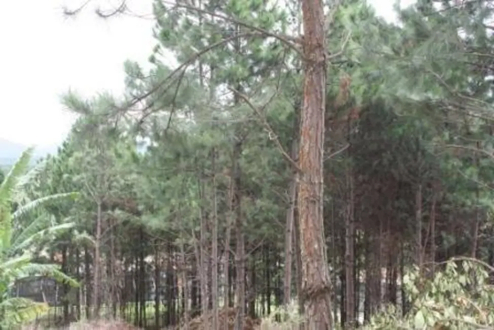 Terreno / Lote à venda, 22000m2 em Vargem Pequena, Florianopolis - SC - imagem 9 Foto 9 de Terreno / Lote à venda, 22000m2 em Vargem Pequena, Florianopolis - SC