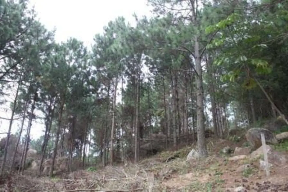 Terreno / Lote à venda, 22000m2 em Vargem Pequena, Florianopolis - SC - imagem 7 Foto 7 de Terreno / Lote à venda, 22000m2 em Vargem Pequena, Florianopolis - SC