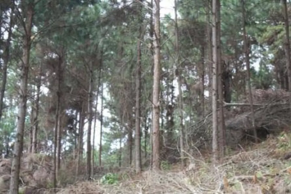 Terreno / Lote à venda, 22000m2 em Vargem Pequena, Florianopolis - SC - imagem 8 Foto 8 de Terreno / Lote à venda, 22000m2 em Vargem Pequena, Florianopolis - SC