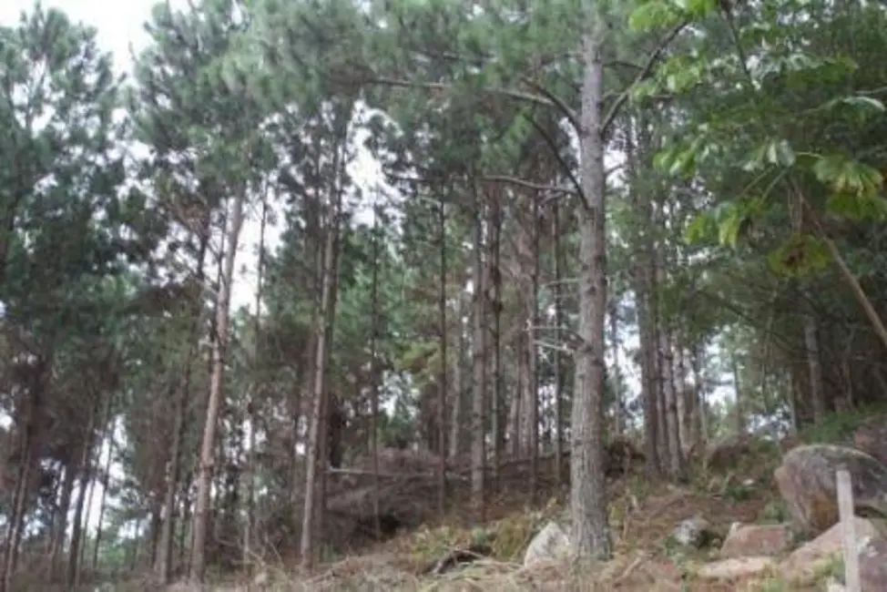 Terreno / Lote à venda, 22000m2 em Vargem Pequena, Florianopolis - SC - imagem 5 Foto 5 de Terreno / Lote à venda, 22000m2 em Vargem Pequena, Florianopolis - SC