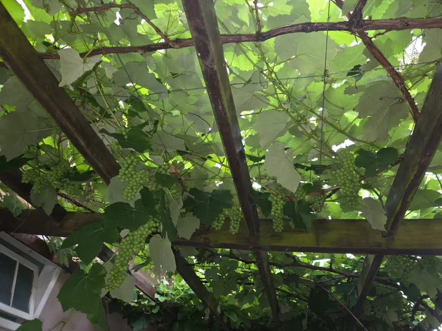 Foto 8 de Casa com 4 quartos à venda em Rio Tavares, Florianopolis - SC