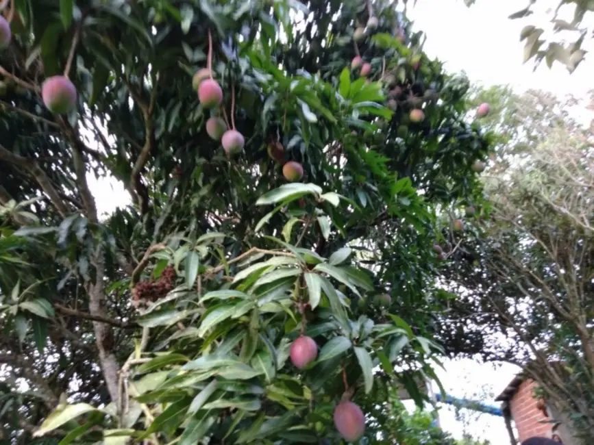 Foto 3 de Chácara com 2 quartos à venda, 690m2 em Pirapora Do Bom Jesus - SP