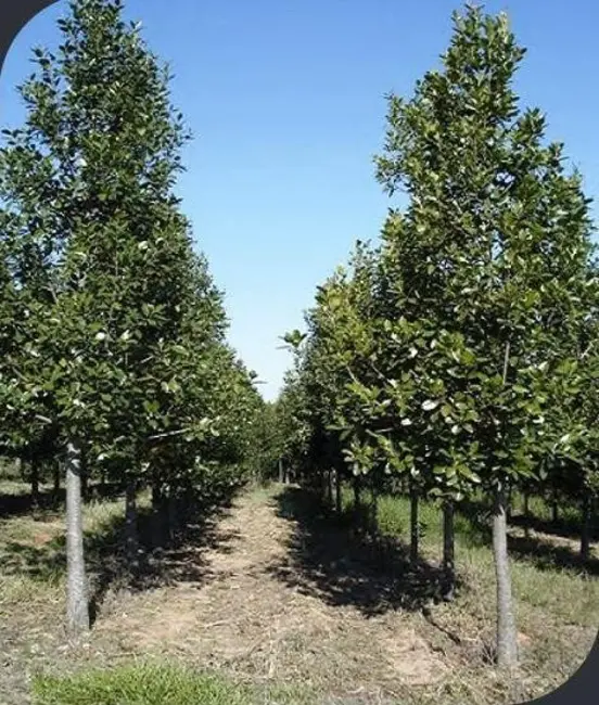 Foto 2 de Fazenda / Haras com 1 quarto à venda, 2750000m2 em Centro, Jacupiranga - SP