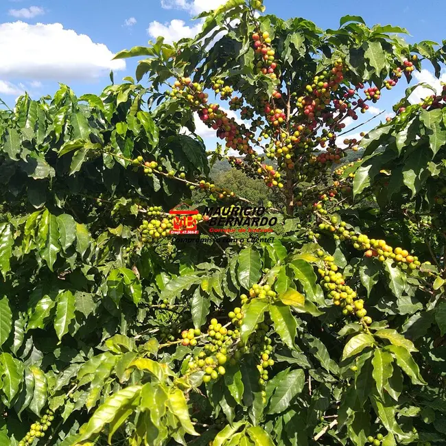 Foto 7 de Sítio / Rancho com 2 quartos à venda, 14m2 em Amparo - SP