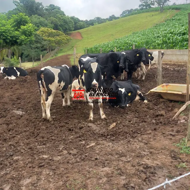 Foto 5 de Sítio / Rancho com 3 quartos à venda, 11m2 em Tuiuti - SP