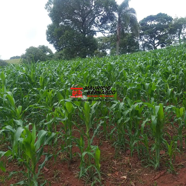 Foto 6 de Sítio / Rancho com 3 quartos à venda, 11m2 em Tuiuti - SP