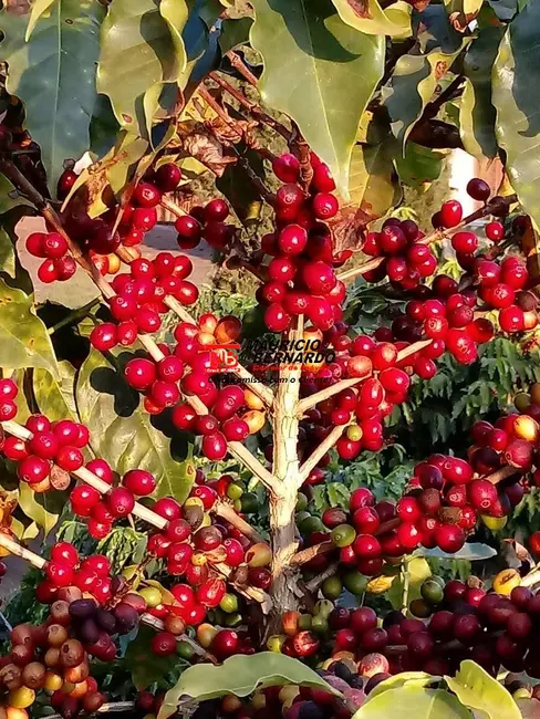 Foto 3 de Sítio / Rancho com 4 quartos à venda em Morungaba - SP