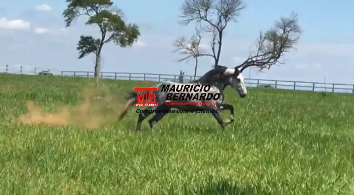 Foto 2 de Fazenda / Haras com 3 quartos à venda, 22m2 em Pedreira - SP