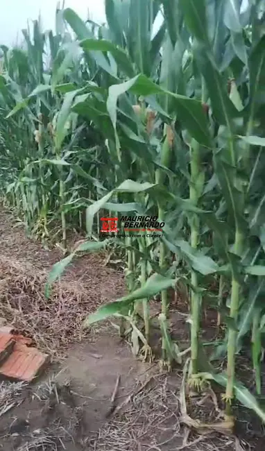 Foto 8 de Sítio / Rancho com 2 quartos à venda, 14m2 em Angatuba - SP