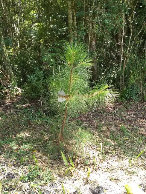 Chácara com 2 quartos à venda, 100m2 em Centro, Ibiuna - SP - imagem 4 Foto 4 de Chácara com 2 quartos à venda, 100m2 em Centro, Ibiuna - SP