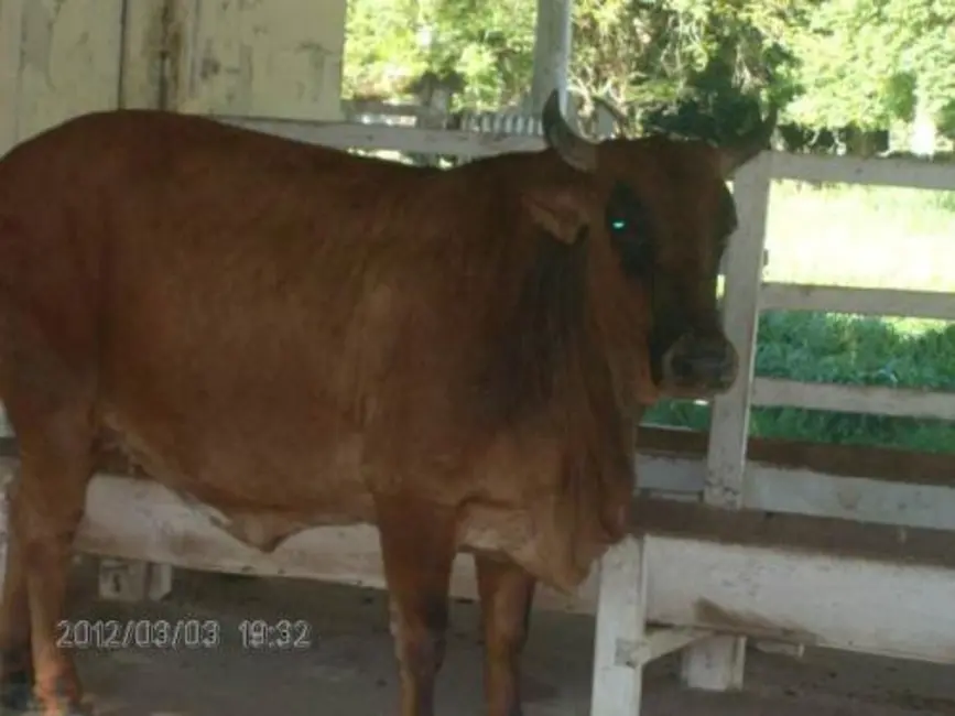 Foto 3 de Sítio / Rancho com 2 quartos à venda em Aracoiaba Da Serra - SP