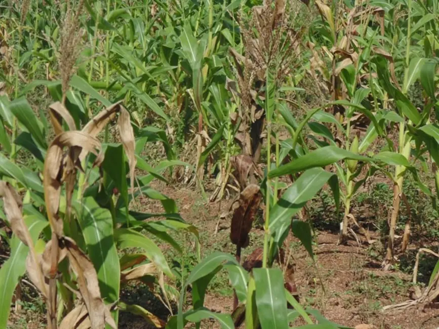 Lote de Condomínio à venda, 1500m2 em Aluminio - SP - imagem 3 Foto 3 de Lote de Condomínio à venda, 1500m2 em Aluminio - SP