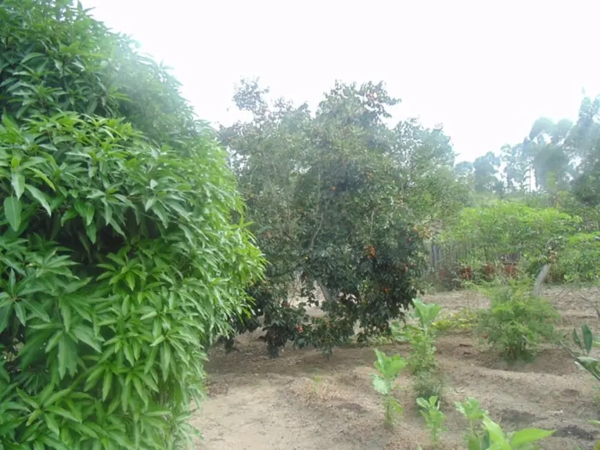 Chácara com 2 quartos à venda, 2260m2 em Mairinque - SP - imagem 6 Foto 6 de Chácara com 2 quartos à venda, 2260m2 em Mairinque - SP