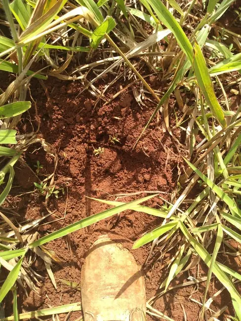 Fazenda / Haras com 1 quarto à venda, 785m2 em Goiania - GO - imagem 5 Foto 5 de Fazenda / Haras com 1 quarto à venda, 785m2 em Goiania - GO