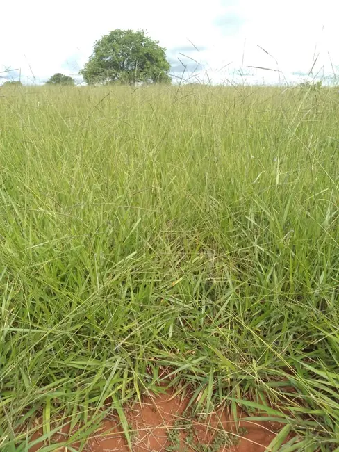 Fazenda / Haras com 1 quarto à venda, 785m2 em Goiania - GO - imagem 6 Foto 6 de Fazenda / Haras com 1 quarto à venda, 785m2 em Goiania - GO