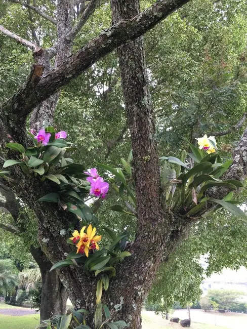 Foto 6 de Fazenda / Haras com 9 quartos à venda, 1058m2 em Centro, Pirassununga - SP