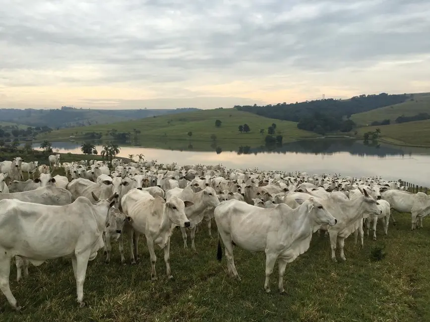 Foto 9 de Fazenda / Haras com 9 quartos à venda, 1058m2 em Centro, Pirassununga - SP