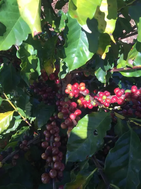 Foto 3 de Fazenda / Haras com 3 quartos à venda, 8600m2 em Sitio D Abadia - GO