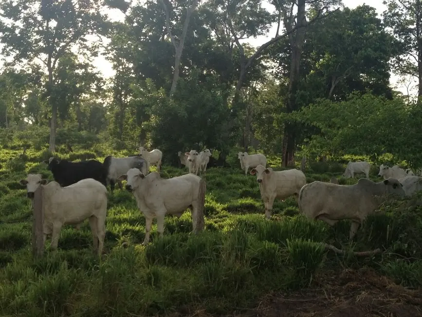 Foto 7 de Fazenda / Haras com 4 quartos à venda, 5500m2 em Centro-Norte, Cuiaba - MT