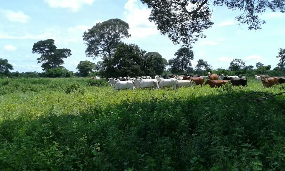 Foto 9 de Fazenda / Haras com 4 quartos à venda, 5500m2 em Centro-Norte, Cuiaba - MT