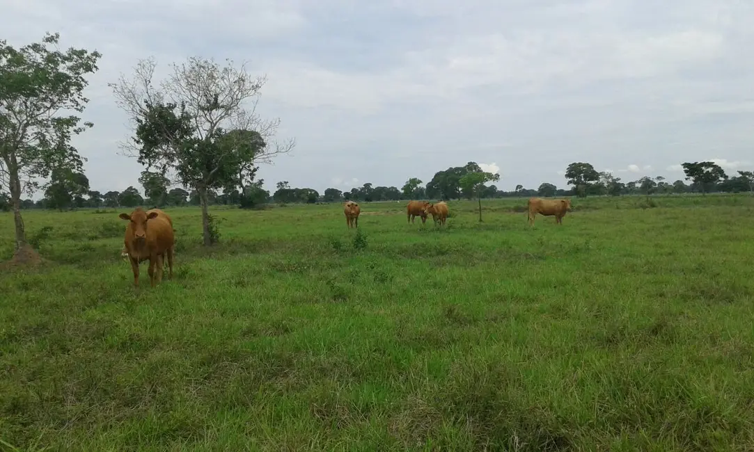 Foto 8 de Fazenda / Haras com 4 quartos à venda, 5500m2 em Centro-Norte, Cuiaba - MT