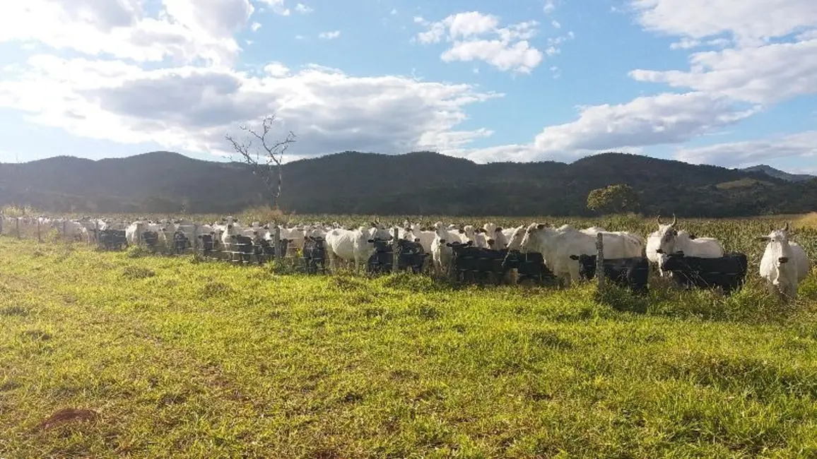 Foto 1 de Fazenda / Haras com 3 quartos à venda, 798m2 em Centro, Formosa - GO