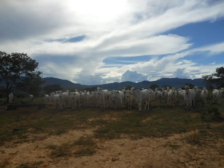 Fazenda / Haras com 1 quarto à venda, 2904m2 em Centro, Formosa - GO - imagem 7 Foto 7 de Fazenda / Haras com 1 quarto à venda, 2904m2 em Centro, Formosa - GO
