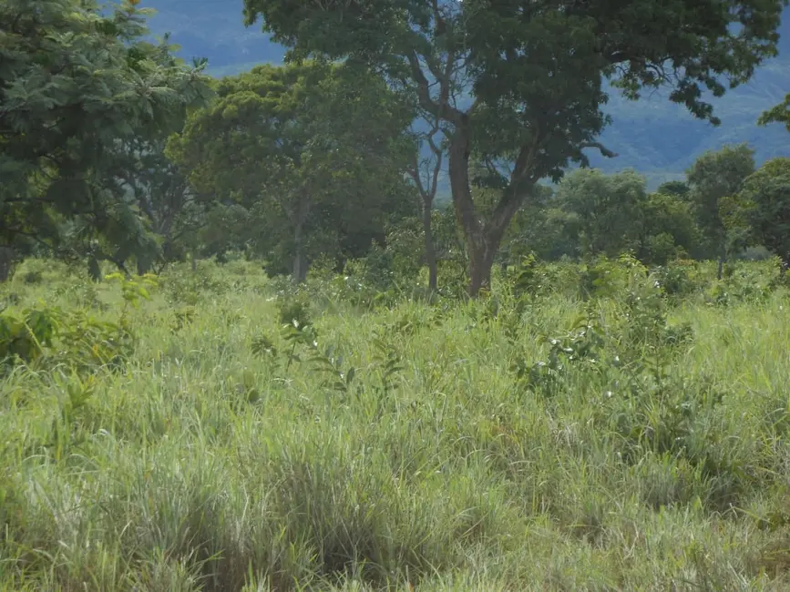Fazenda / Haras com 1 quarto à venda, 2904m2 em Centro, Formosa - GO - imagem 6 Foto 6 de Fazenda / Haras com 1 quarto à venda, 2904m2 em Centro, Formosa - GO