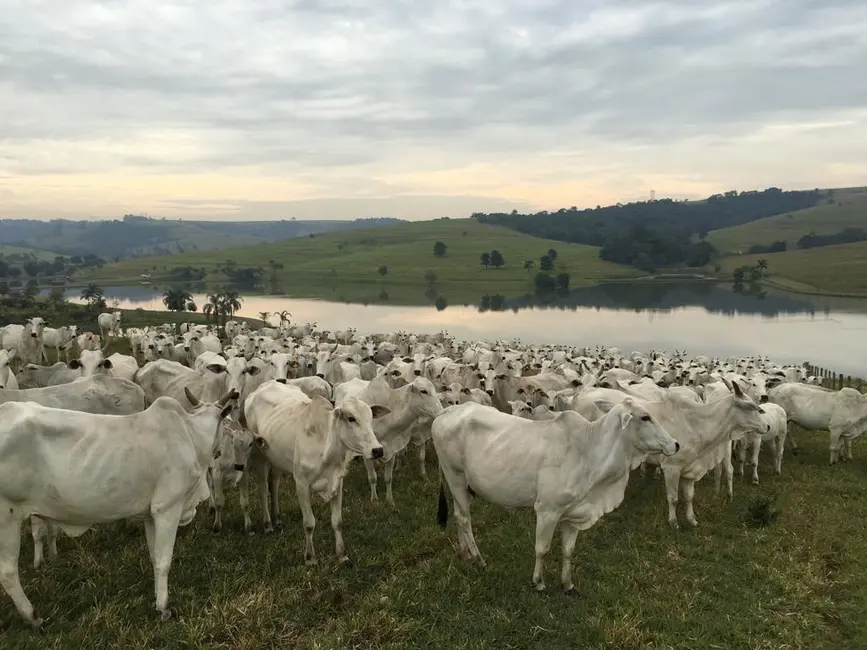 Foto 9 de Fazenda / Haras com 1 quarto à venda, 437m2 em Centro, Pirassununga - SP