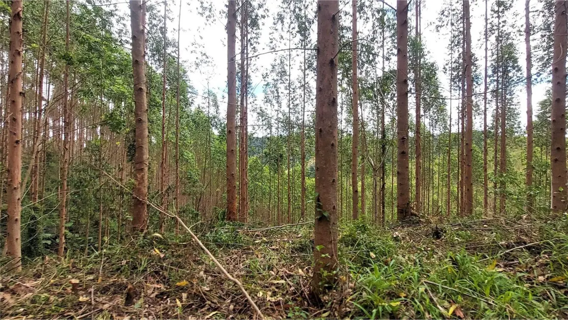 Foto 9 de Terreno / Lote à venda, 156m2 em Centro, Vidal Ramos - SC
