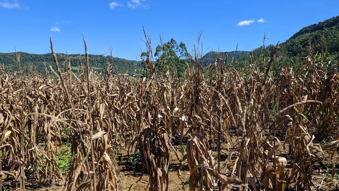 Foto 6 de Terreno / Lote à venda, 50000m2 em Presidente Nereu - SC