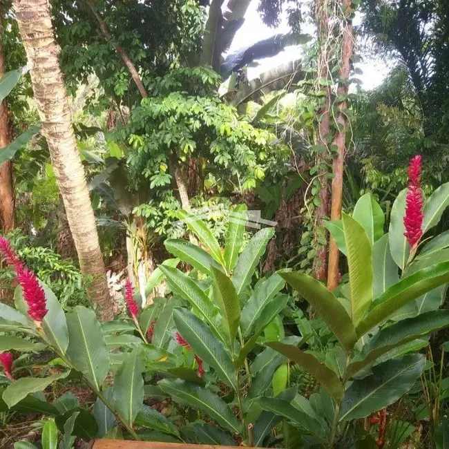 Foto 4 de Casa com 3 quartos à venda, 538m2 em Porto Seguro - BA