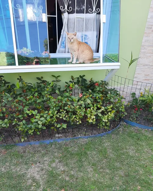 Casa com 2 quartos à venda, 100m2 em Ingleses do Rio Vermelho, Florianopolis - SC - imagem 6 Foto 6 de Casa com 2 quartos à venda, 100m2 em Ingleses do Rio Vermelho, Florianopolis - SC