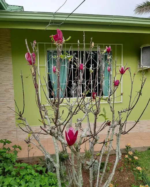Foto 1 de Casa com 2 quartos à venda, 100m2 em Ingleses do Rio Vermelho, Florianopolis - SC