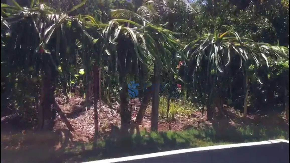 Chácara com 3 quartos à venda, 4200m2 em Centro, Centenario Do Sul - PR - imagem 7 Foto 7 de Chácara com 3 quartos à venda, 4200m2 em Centro, Centenario Do Sul - PR