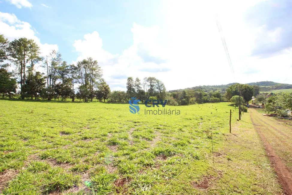Chácara com 1 quarto à venda, 13100m2 em Limoeiro, Londrina - PR - imagem 4 Foto 4 de Chácara com 1 quarto à venda, 13100m2 em Limoeiro, Londrina - PR