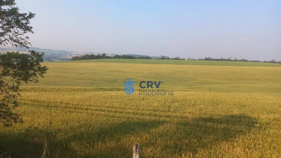 Foto 4 de Sítio / Rancho à venda, 242000m2 em Centro, Ivaipora - PR