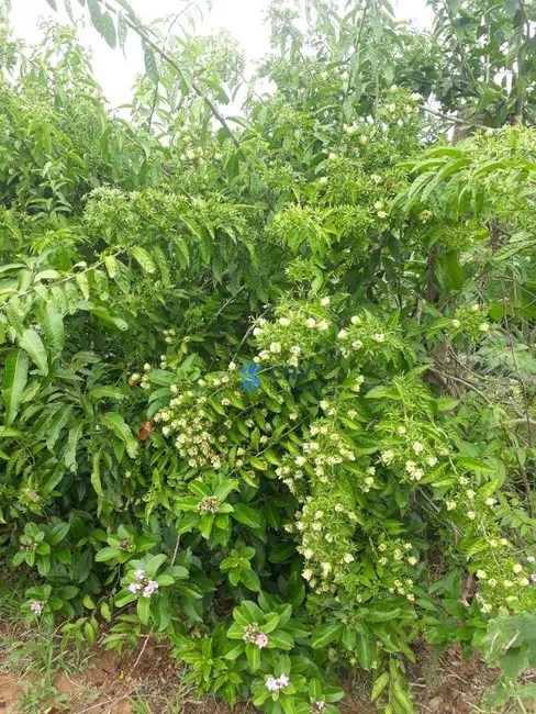 Foto 8 de Chácara à venda, 5055m2 em Ibipora - PR