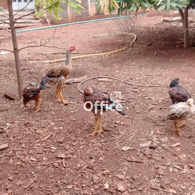 Chácara com 3 quartos à venda, 363m2 em Anapolis - GO - imagem 3 Foto 3 de Chácara com 3 quartos à venda, 363m2 em Anapolis - GO