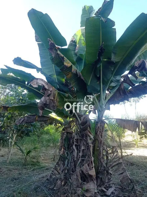 Foto 8 de Chácara com 3 quartos à venda, 100000m2 em Jardim Promissão, Anapolis - GO