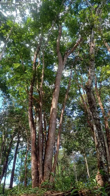 Foto 3 de Chácara com 2 quartos à venda, 2500m2 em Abadiania - GO