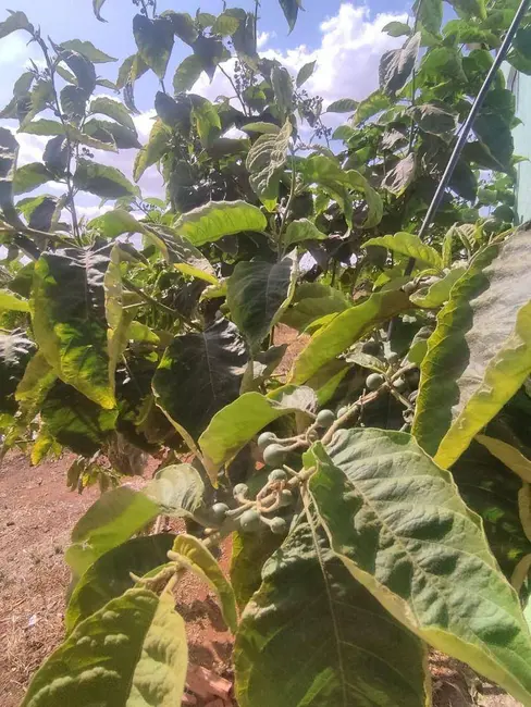 Chácara com 3 quartos à venda, 2500m2 em Distrito Agroindustrial de Anápolis, Anapolis - GO - imagem 9 Foto 9 de Chácara com 3 quartos à venda, 2500m2 em Distrito Agroindustrial de Anápolis, Anapolis - GO