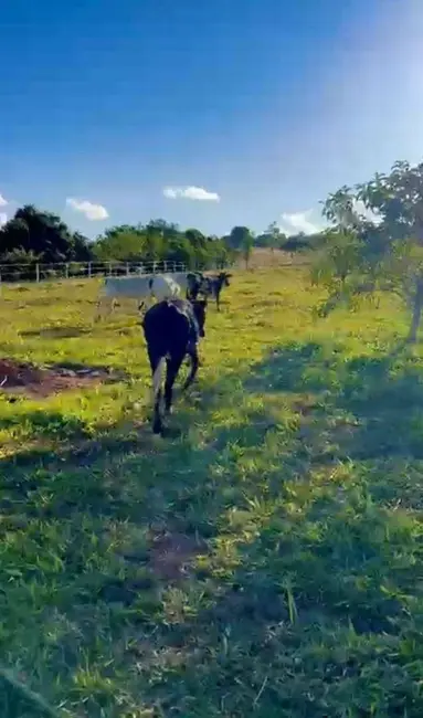 Foto 9 de Sala Comercial à venda, 5000m2 em Gameleira De Goias - GO