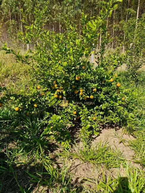 Chácara com 4 quartos à venda, 1300m2 em Sarapui - SP - imagem 9 Foto 9 de Chácara com 4 quartos à venda, 1300m2 em Sarapui - SP
