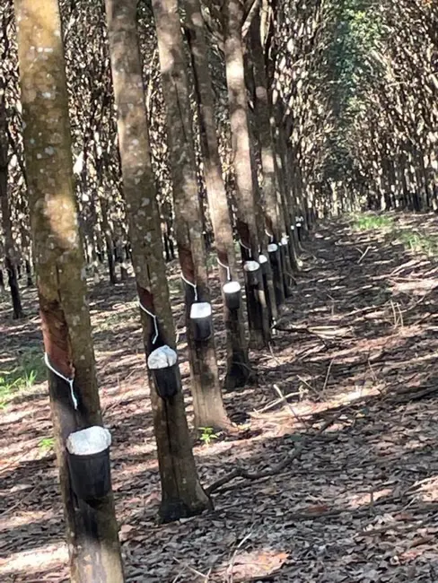 Foto 9 de Fazenda / Haras à venda, 17125m2 em Tocantins - MG