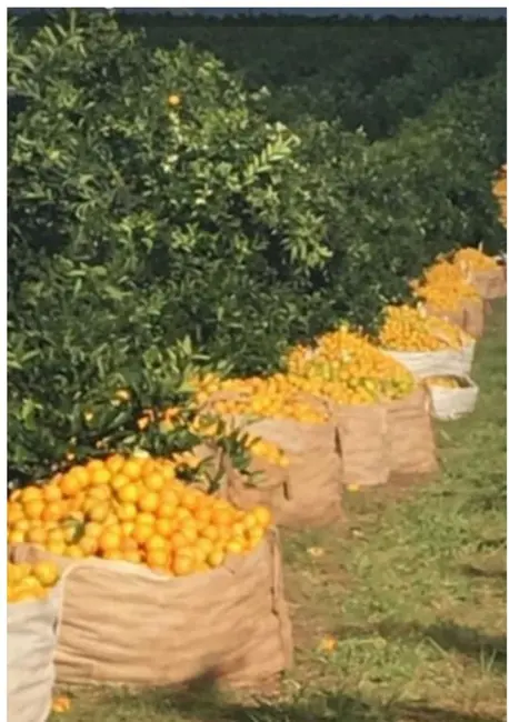 Foto 1 de Fazenda / Haras à venda, 847m2 em Área Rural de Marília, Marilia - SP