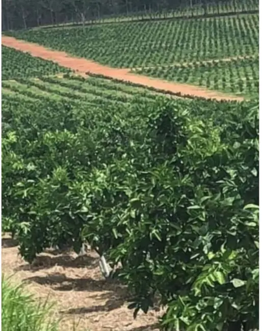 Foto 4 de Fazenda / Haras à venda, 847m2 em Área Rural de Marília, Marilia - SP